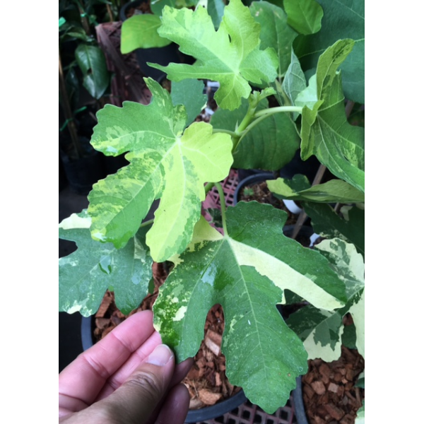 Ficus carica 'Jolly Tiger' variegated