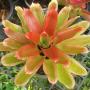 Neoregelia Yellow King (Bromeliad) 234