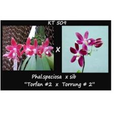 Фаленопсис специоза "Торфан №2" х "Торрунг №2" / Phal. speciosa "Torfan #2"  x "Torrung #2"