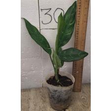 Аглаонема Шотт / Aglaonema Schott