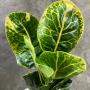 Codiaeum Serm Baramee.