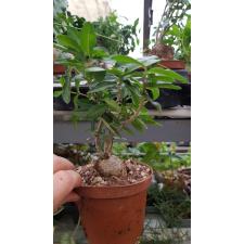 Фокея Эдулис (Каудексное растение) / Fockea edulis (caudex plant)