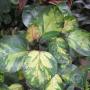 Polyscias balfouriana 'Tricolor Plate'