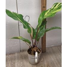 Anthurium variegated sp 2