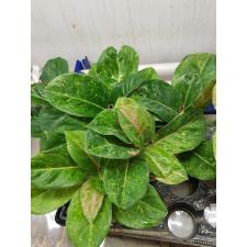 Aglaonema P-27 KumlaiYok 