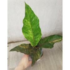 Anthurium variegated sp 4