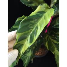 Calathea louisae 'Electric shock'