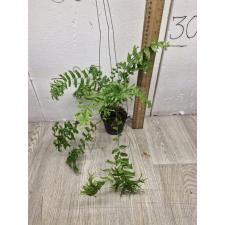 Nephrolepis falcata 'Furcans ' (mutation) S