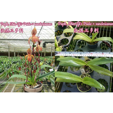 Папхиопедилум Шин-Юи Прайд х сандерианум / Paph. Shin-Yi's Pride x sanderianum