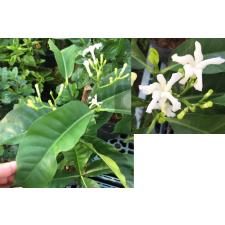 Tabernaemontana White Star. 223 по 3300р