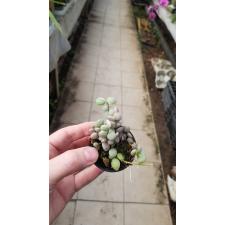 Dischidia nummularioides variegata 'Silver'.
