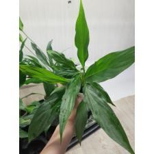 spathiphyllum cupido стакан 80р