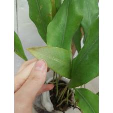 Pyrrosia sp.(T01)(white hair leaf) 285