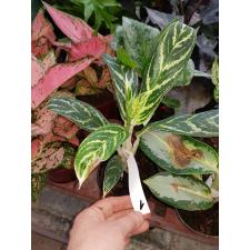 Aglaonema 1