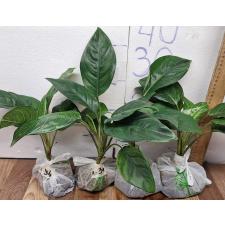 Аглаонема Кхунмакрача / Aglaonema Khunmakracha A-34