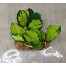 Hoya Australis 'lisa 6 cm pot 300р
