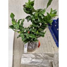 Ixora sp.(T15) pink flower 280 по 1100р
