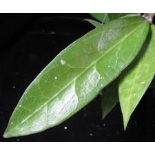 Hoya amoena ho675