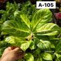Aglaonema  Gold spoon A-105