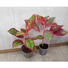 Aglaonema Rich no.2 A-63 pot