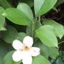 Fagraea ceilanica (short leaf)