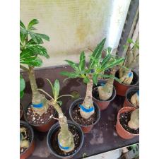 Adenium sp 7932