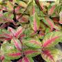 Aglaonema  RuayLab A-84