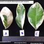 Atalantia monophylla albomarginata (grafted) (No.1)