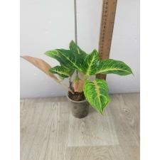 Aglaonema sp. 'Doungpharuay' pot