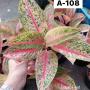 Aglaonema  Legacy - red  A-108