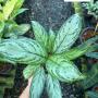 Aglaonema  Rich no.3  A-67