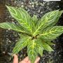Aglaonema  Tong sumran A-56