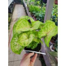 Syngonium Golden 14 cm pot