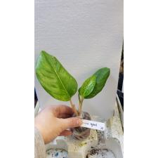 Aglaonema Kamlai Yok 39 уценка