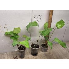 Calathea Musaica 'network' (S)