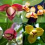 Melodorum fruticosum (red flower)