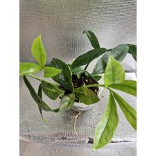 Zamioculcas zamiifolia variegated (long leaf) новые росты 3 ук. листа разных сортов