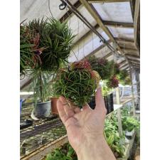 tillandsia ionantha ball 