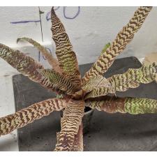 Криптантус Зонатус / Cryptanthus Zonatus