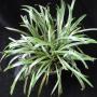 Ophiopogon jaburan albomarginata (Japan)