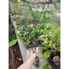 Tabernaemontana holstii 299/1 - 2200p
