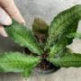 Quercifilix zeylanica