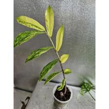 Zamioculcas zamiifolia variegated (long leaf) стакан Д