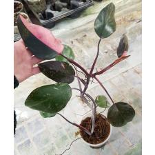 philodendron pink princess pot 450p
