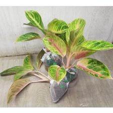 Aglaonema Tong Siam A-32