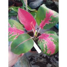 Aglaonema Chang Daeng 13 уценка 1300р