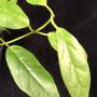 Hoya coriacea           60