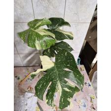 Monstera deliciosa ‘Thai Constellation’ pot по 3200р