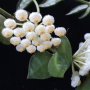 Hoya lacunosa ' Heart shape leaf '              434