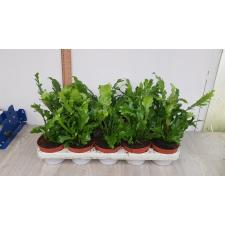 Asplenium Nidus 'campio' pot